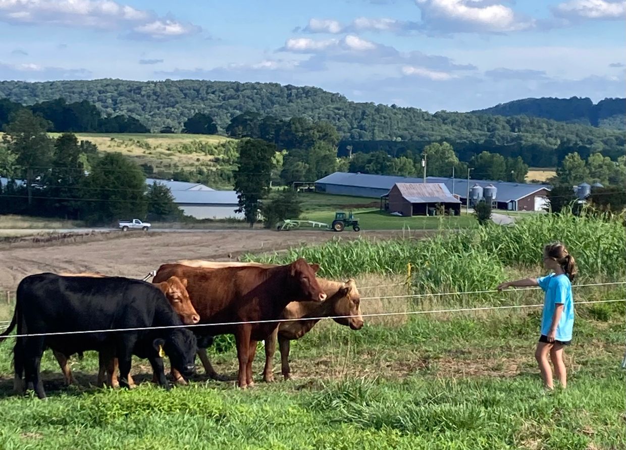 Grandchildren spending time with registered Dexter cattle on pasture at Trimbull Farm in North Alaba