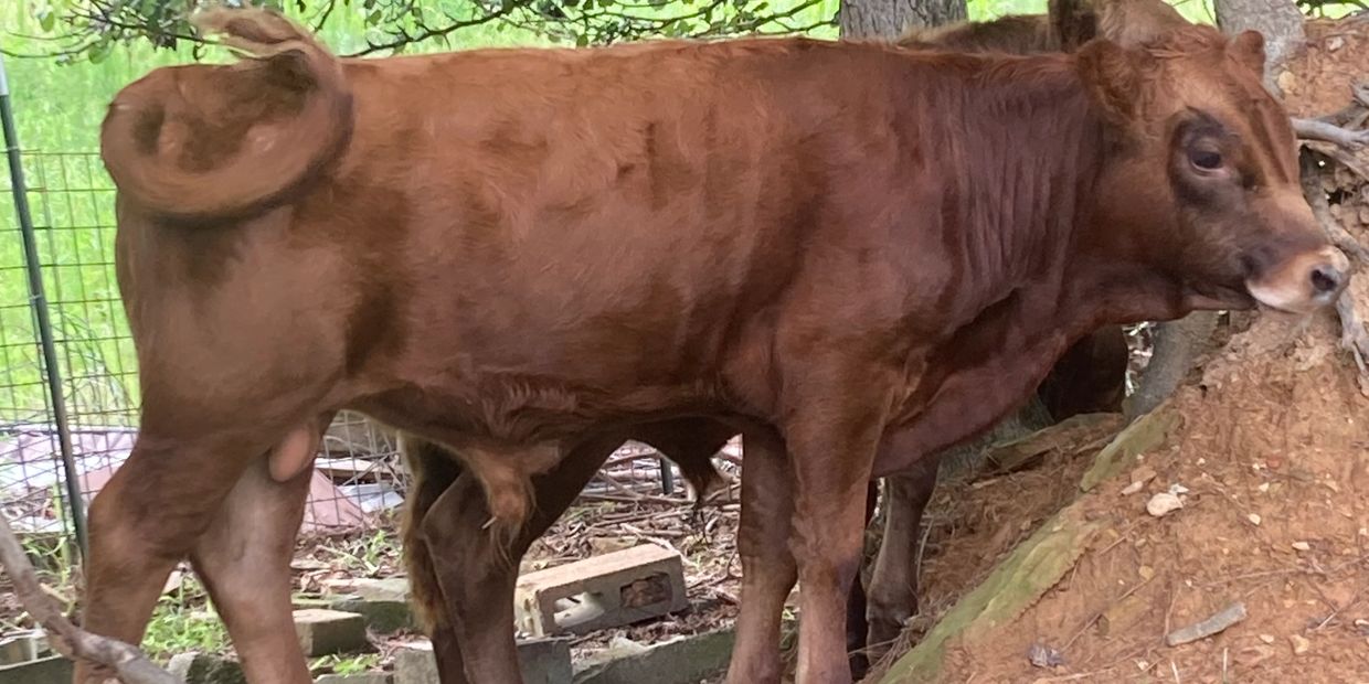 6 month bull calf ready for a new herd