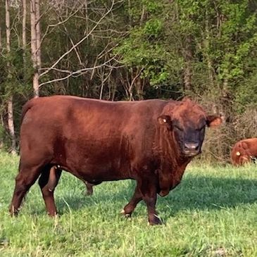 Dexter cows North Alabama