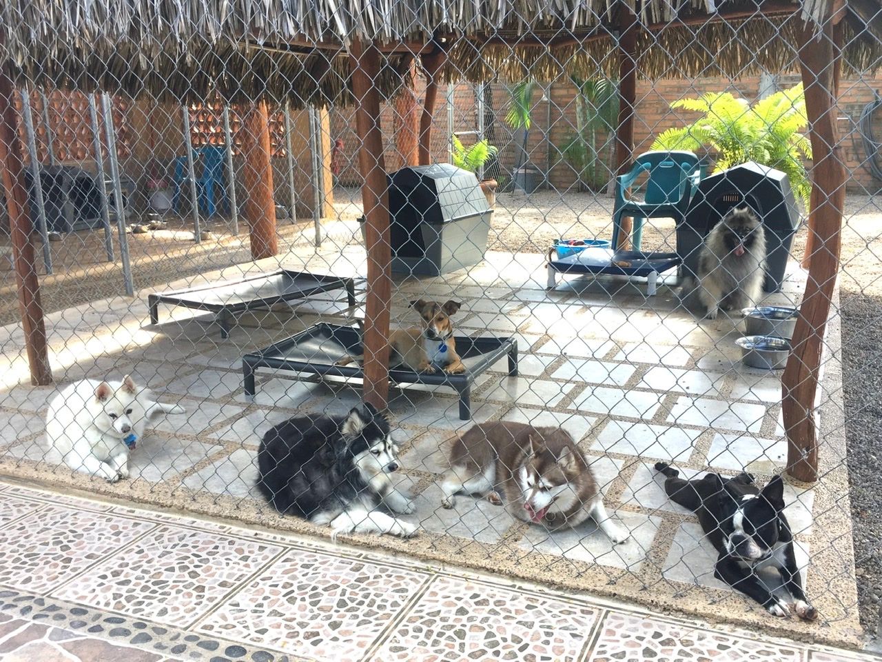 Beach Dog Boarding & Salon