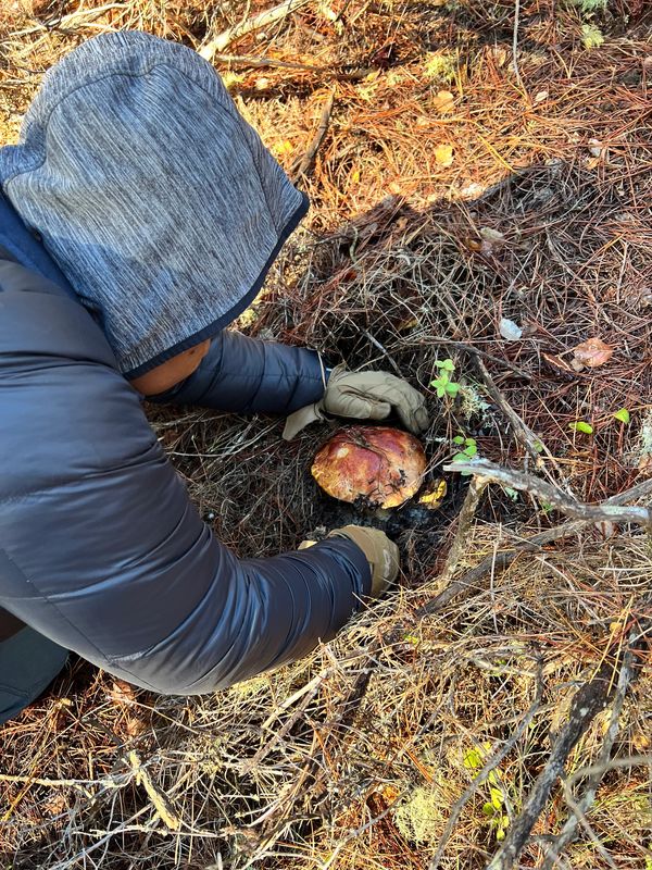 Wild King Bolete mushroom
