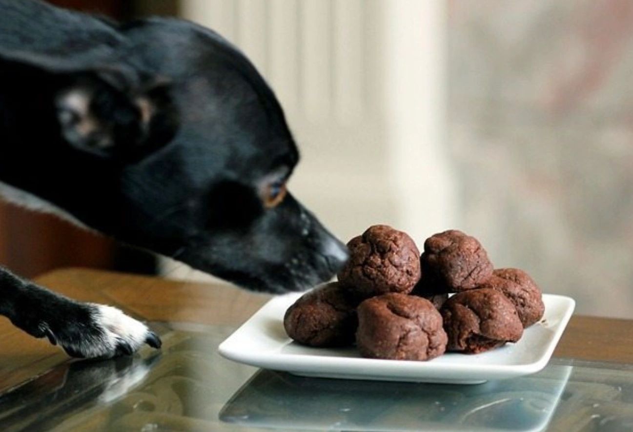Why is chocolate bad for dogs?