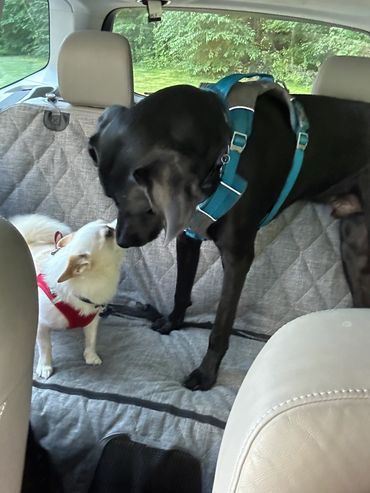 Best friends with paws 🐶💜