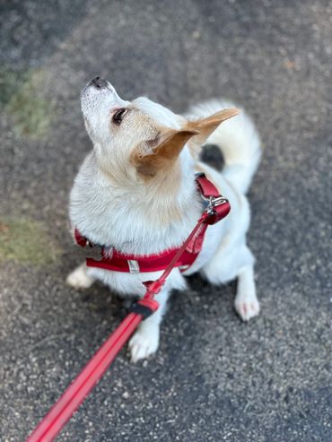 Waiting for the walks to begin 