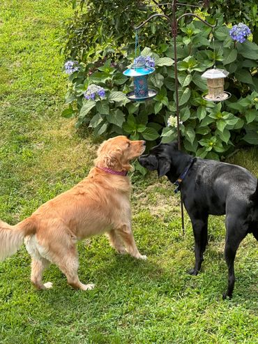 Checking out the birds 