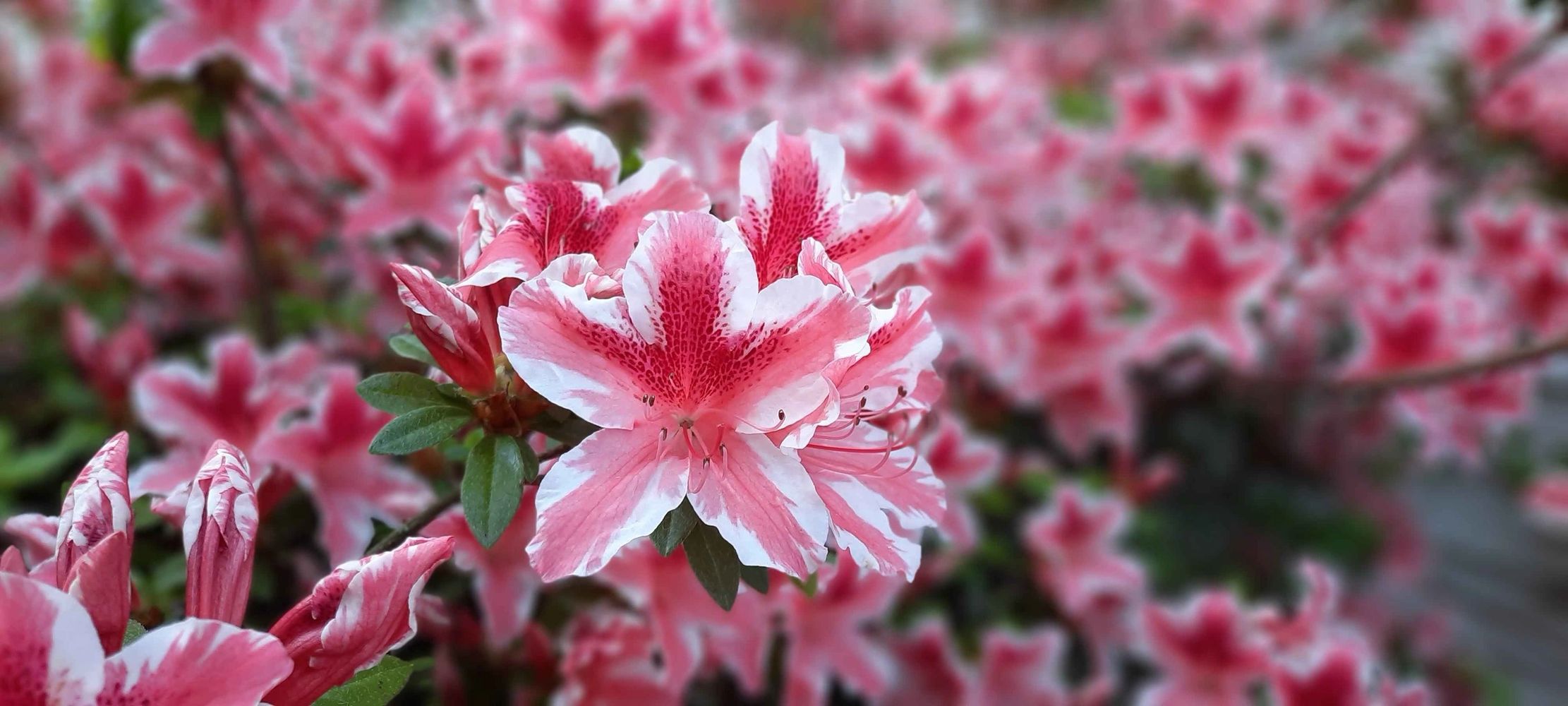 Azalea 'Ben Morrison' at the Wynnhill Gardenfarm