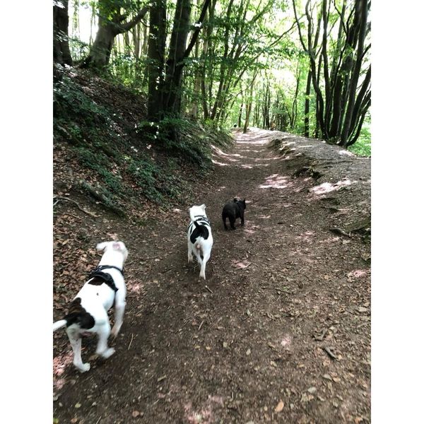 The Delighted Dog is off on the countryside walk In Devon