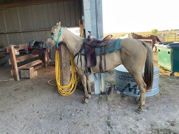 Kid Safe Horses for Sale