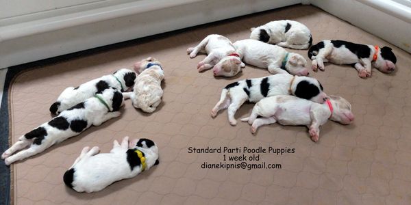 A group of one-week-old Standard Parti Poodle puppies sleeping together.