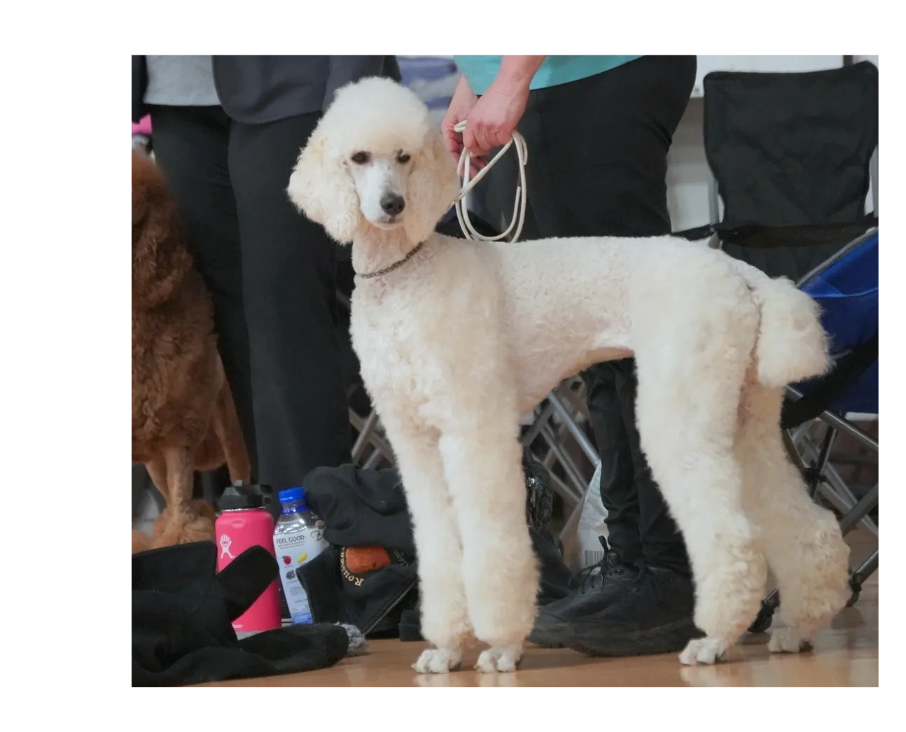 Sunny at 2nd dog show