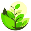 Bangalore Live Plant's