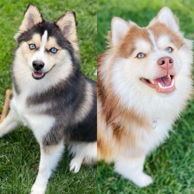 Two fluffy huskies with striking blue eyes sitting on grass, one black and white, the other brown and white.