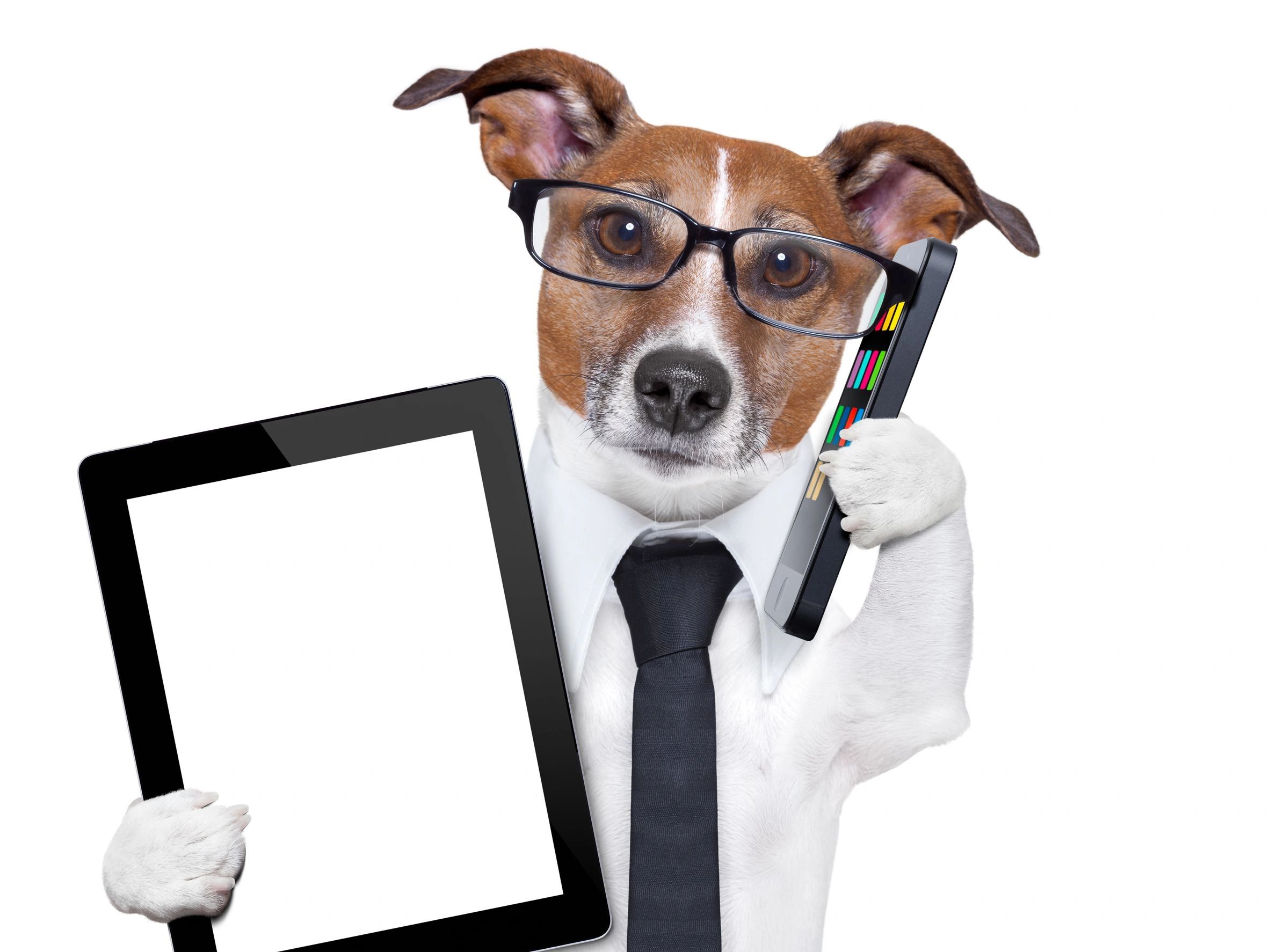 A brown dog wearing eyeglasses