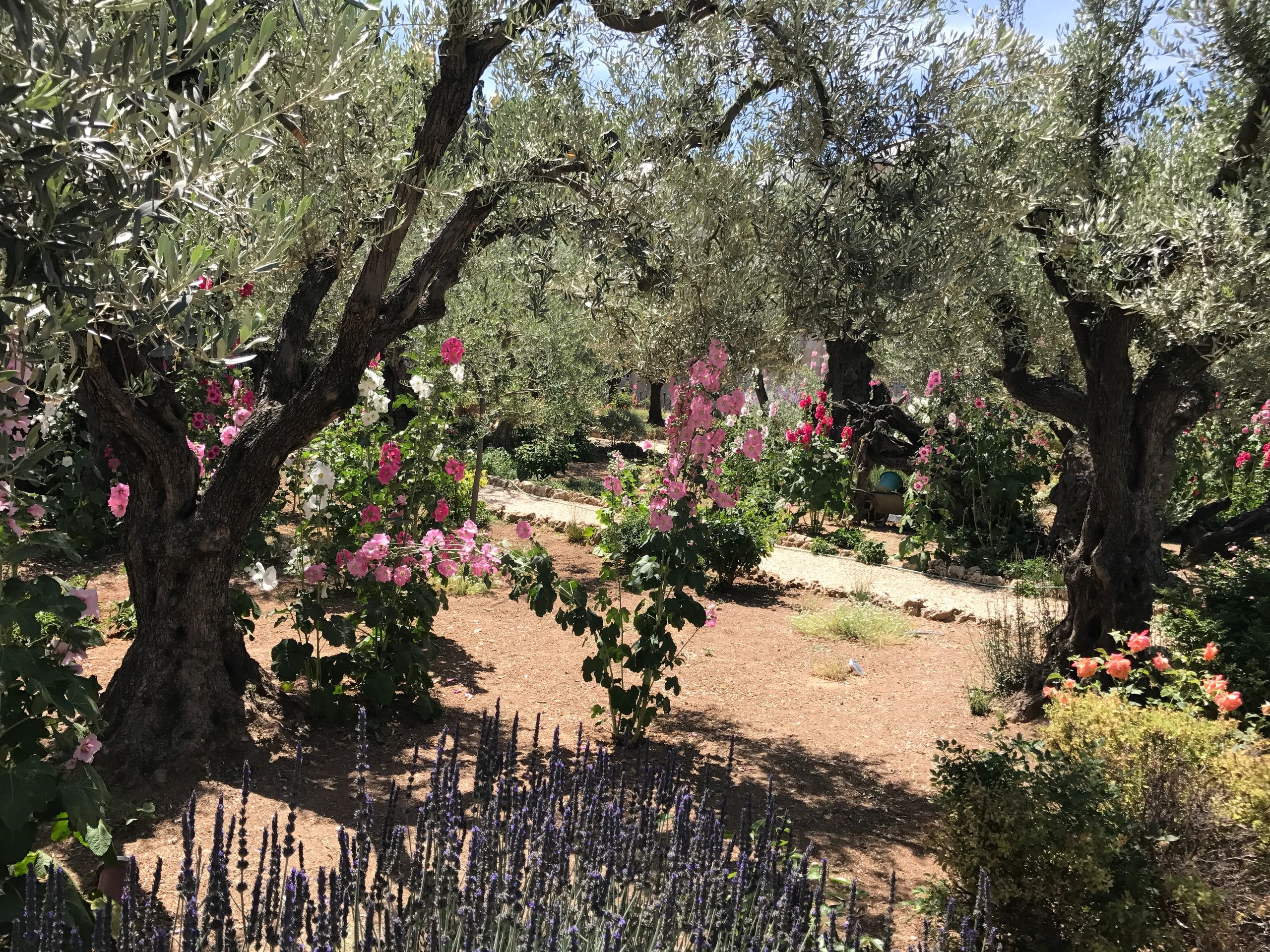 Garden of Gethsemane