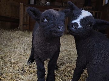 Sire: Church
Dam: Whiskey