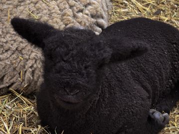 Sire: Church
Dam: Posie