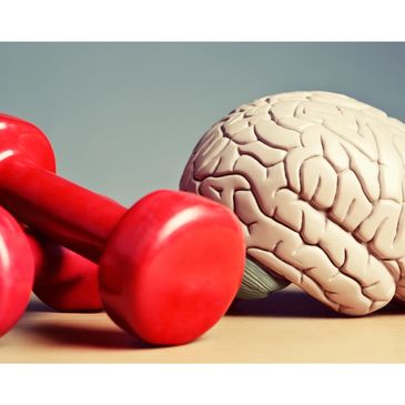 Red dumbbells beside a model human brain on a surface.