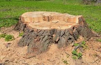Freshly cut tree stump in a grassy area.