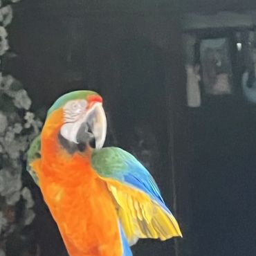 Tim -Catalina Macaw. Hybrid Blue Gold Macaw+Scarlet Macaw