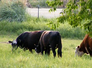 Cows grazing