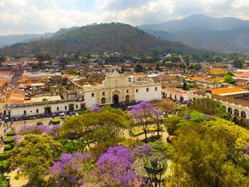 A vibrant cityscape with historic buildings and blooming purple jacaranda trees under a cloudy sky.