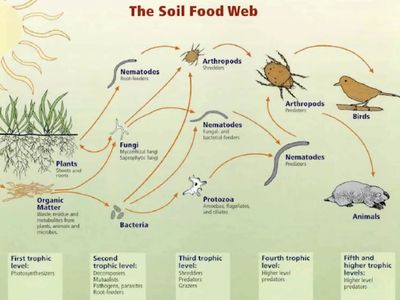 The soil food web is the community of organisms living all or part of their lives in the soil.