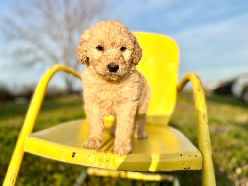 Mini F1b Goldendoodle. Should be around 30 lbs. $1500