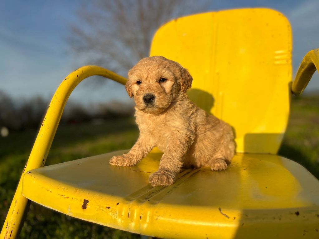 Mini F1b Goldendoodle.  $1500. 