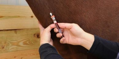 RMHTA Veterinarian Drawing Equine Blood