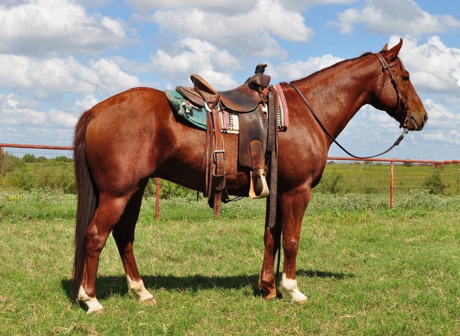 Round Mountain Horse & Tack Auction (RMHTA)