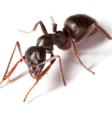 ant pest control newcastle durham sunderland northumberland