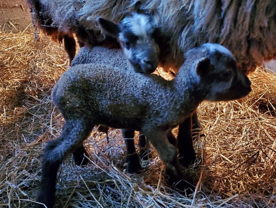 Sheep and Lambs For Sale