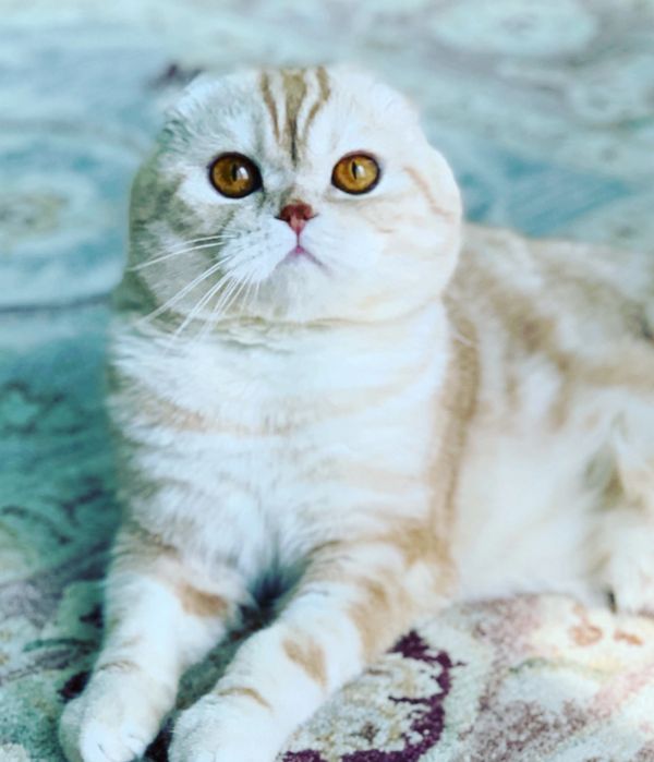 Scottish Fold Male with perfect expression