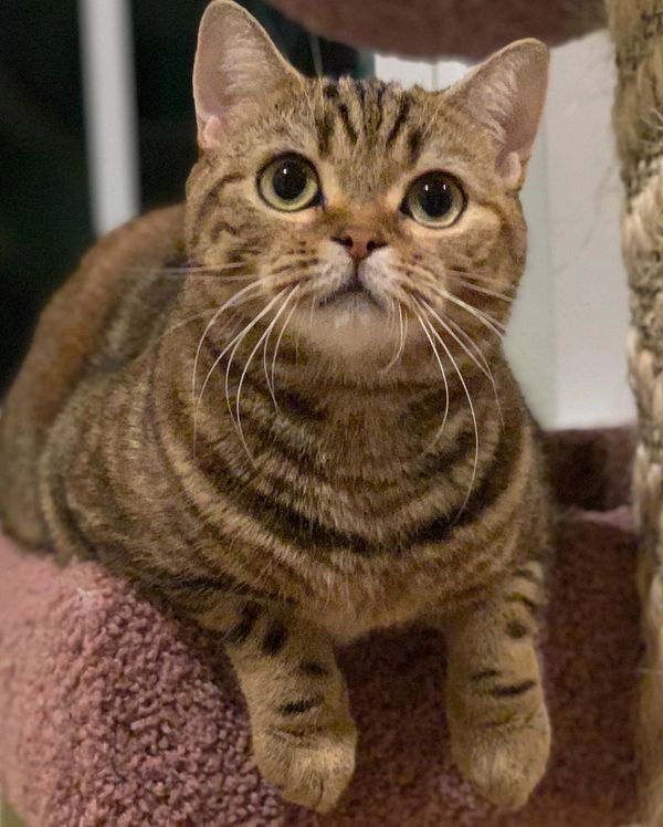 Scottish Fold (Straight) Female Chocolate Tortie