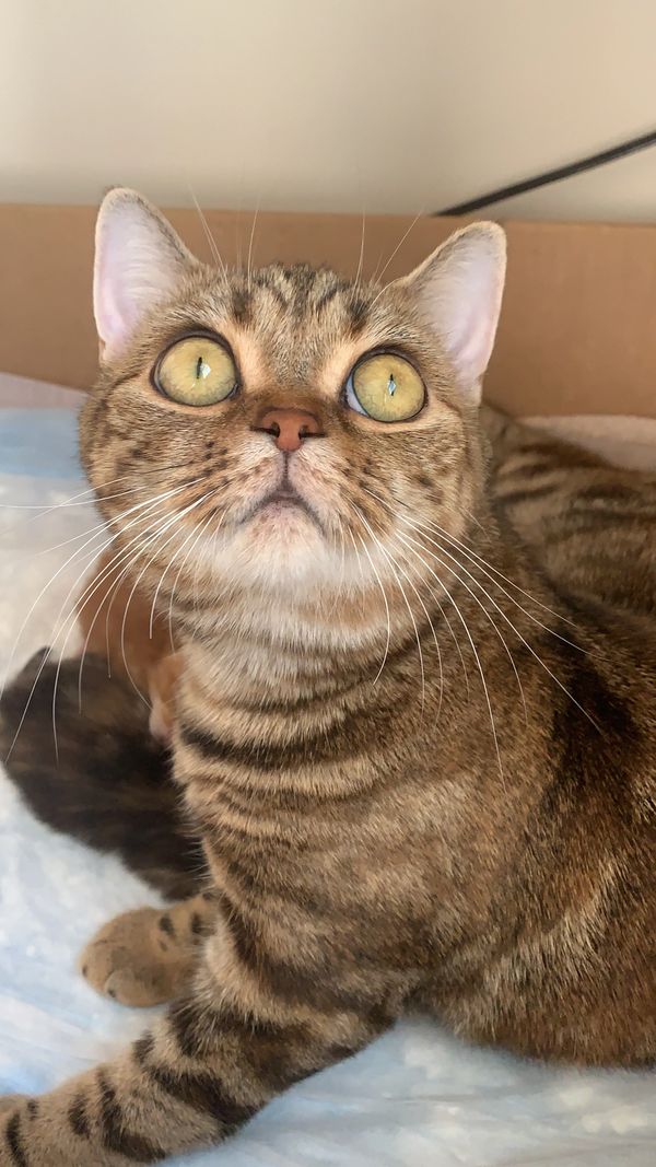 Scottish Folds include Straight-eared moms