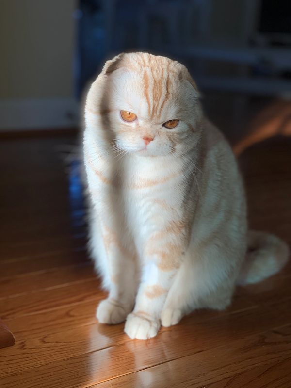 Scottish Fold Male Cat Red Silver Plush Coat