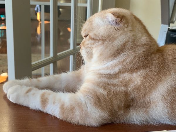 Thick healthy muscles of a Scottish Fold unaltered male cat.