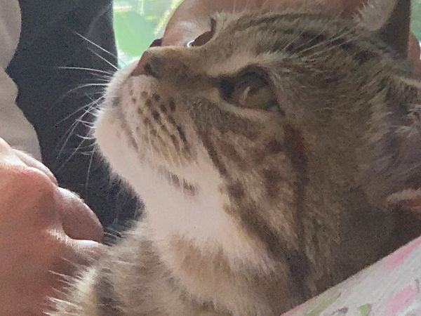 Expect love and loyalty from your Scottish Straight kitten