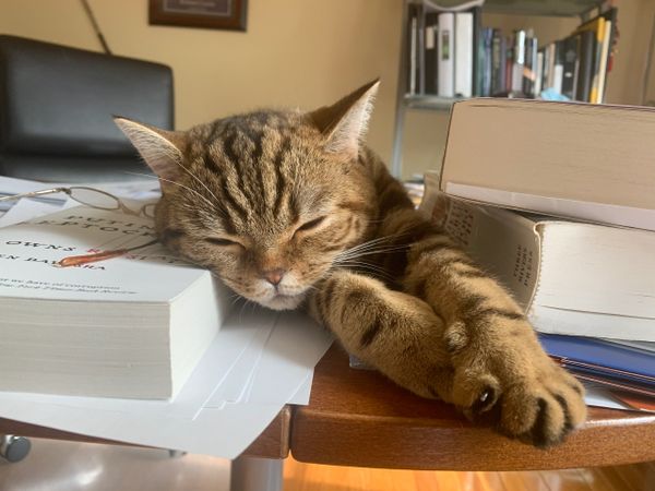 Scottish Straight kitten hard at desk work.