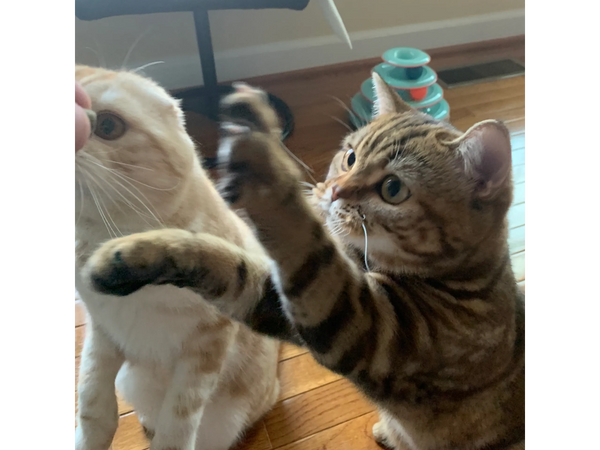 Cats are trainable.  Our cats sit up to guess which hand the treat is held in. 