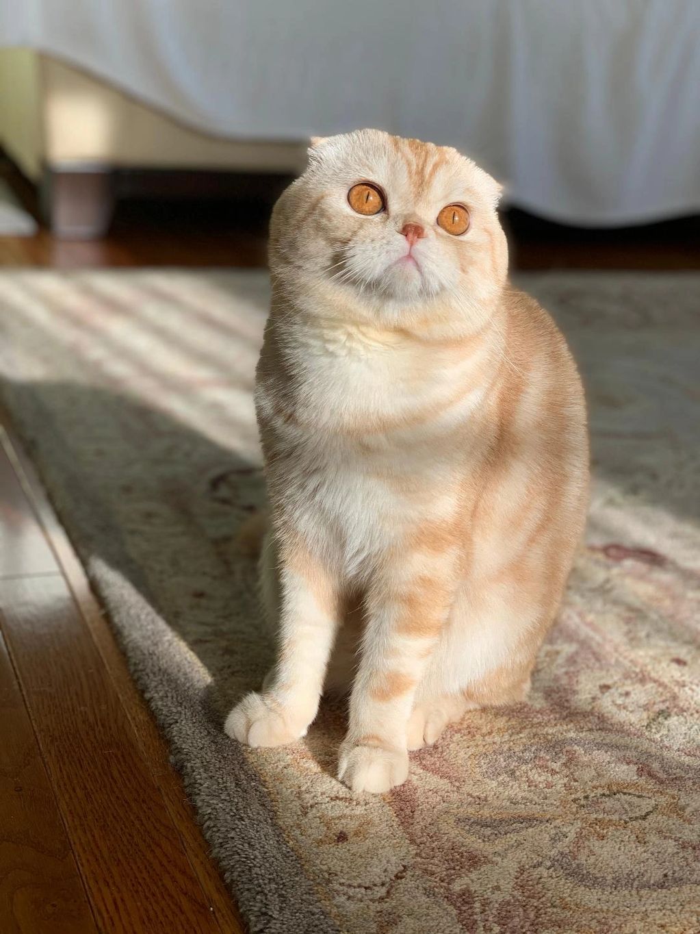 Scottish Fold with large strong cheeks and round eyes