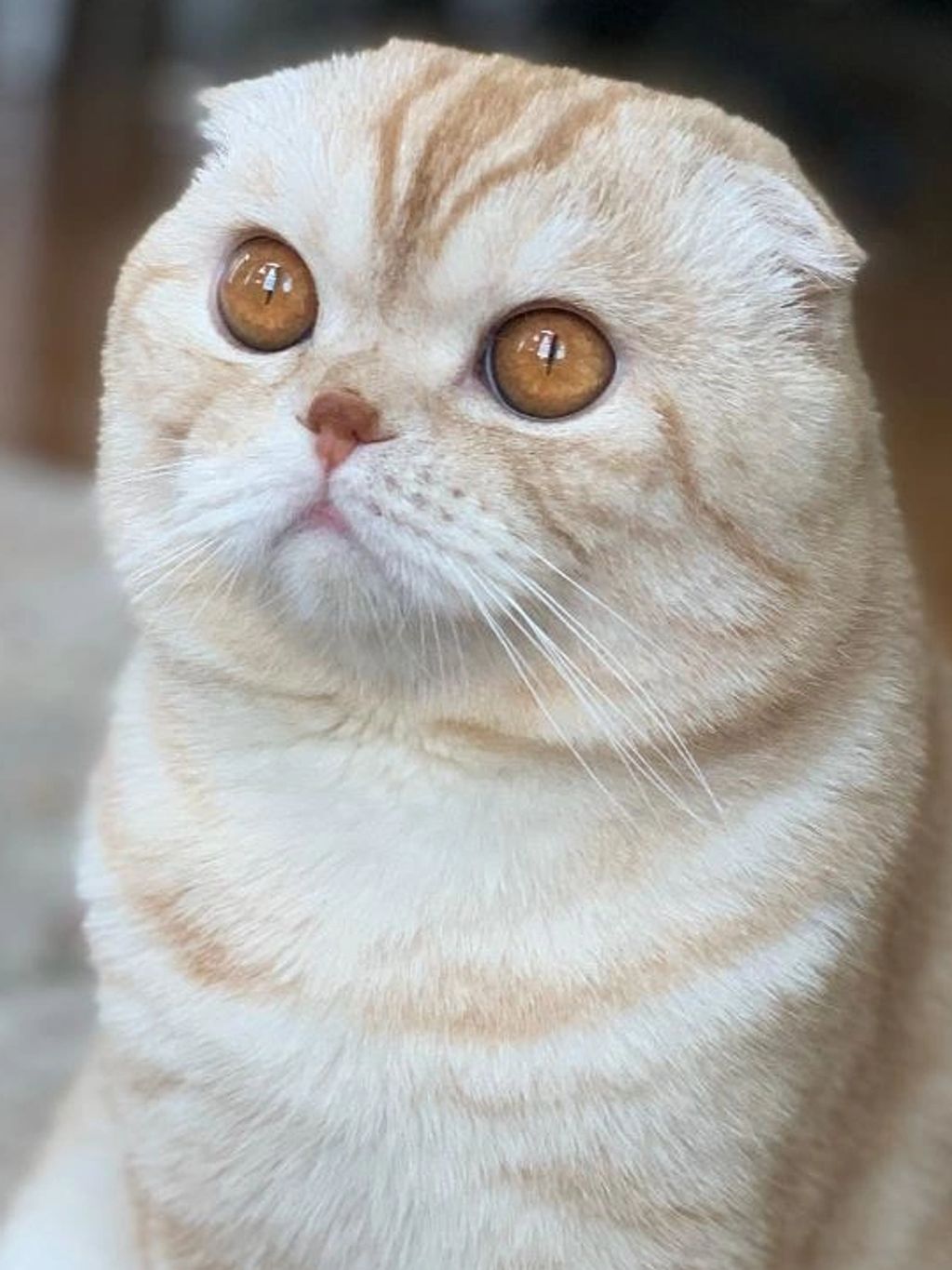 Excellent ear, eye, and neck development of a Scottish Fold cat.