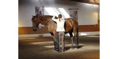 Handarbeit in der Akademischen Reitkunst