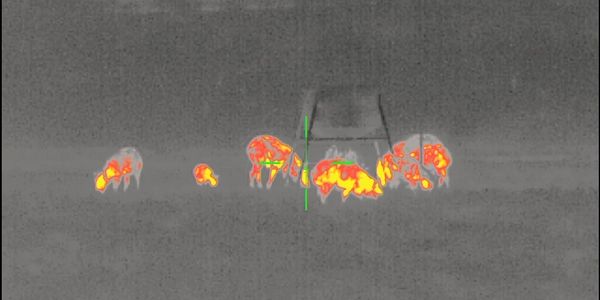 Hunting wild hogs with thermal scopes