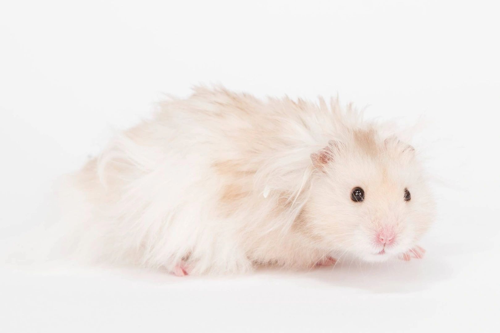 Ontario Hamster Club - Lifespan of a hamster Hamsters, as we know