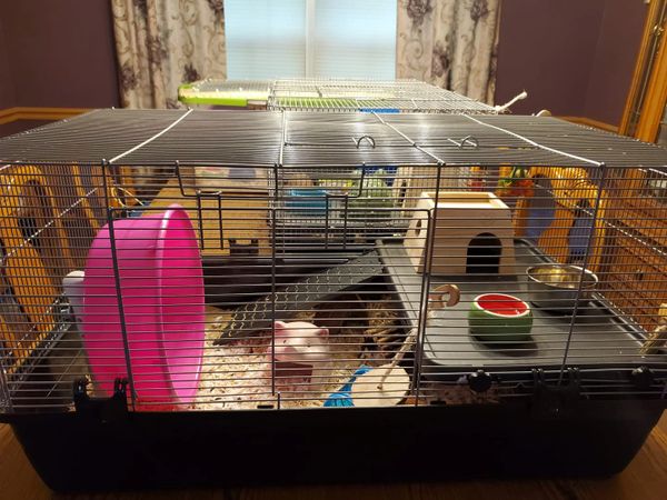 400 square shop inch hamster cage