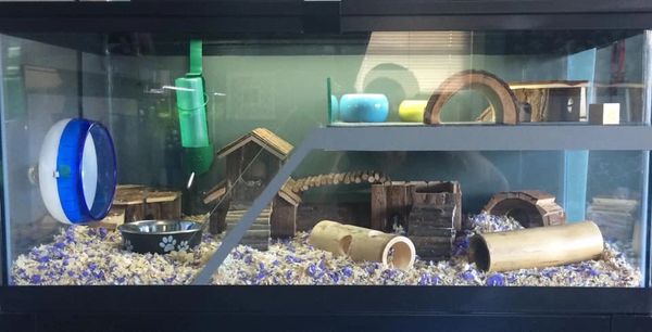 Fish tank as hamster cage hotsell