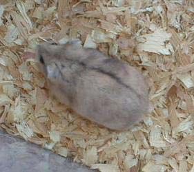 fancy russian dwarf hamster gray