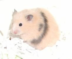 Ontario Hamster Club - Lifespan of a hamster Hamsters, as we know