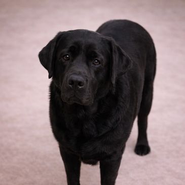 A black Labrador Retriever standing on a light-colored carpet.